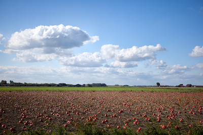 pompoenen-001.jpg