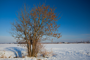 winter-015.jpg