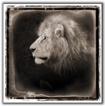 nickbrandt.jpg