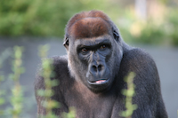gorilla-1.jpg