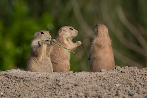 blijdorp1-5.jpg