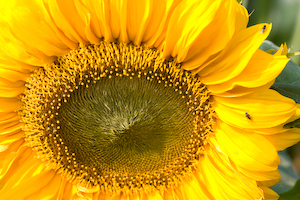zonnebloem-1.jpg