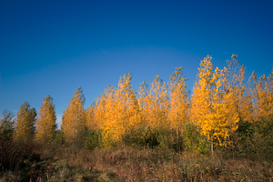 herfst