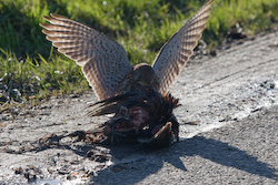 buizerd.jpg