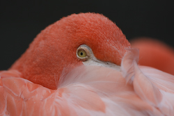 flamingo-1.jpg
