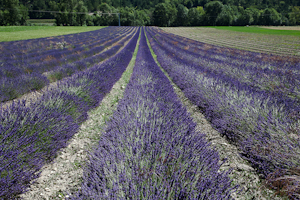 lavendel-1.jpg