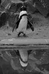 pinguin-1.jpg