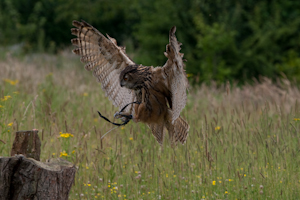 roofvogels-1.jpg