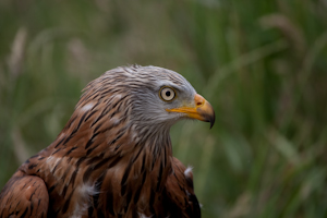 roofvogels-2.jpg