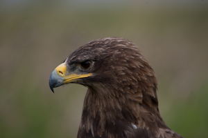 roofvogels-4.jpg
