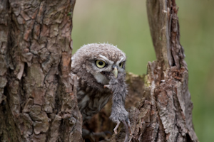 roofvogels-6.jpg