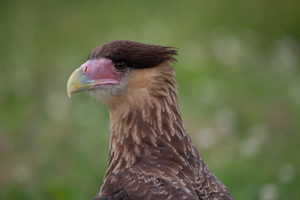 roofvogels-7.jpg