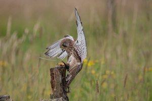 roofvogels-9.jpg
