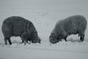 winter-01.jpg