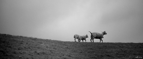 schaap-1.jpg