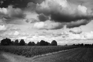 betuwe-001.jpg