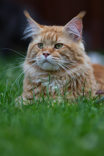 coon-002.jpg