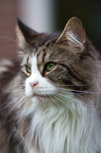 coon-003.jpg