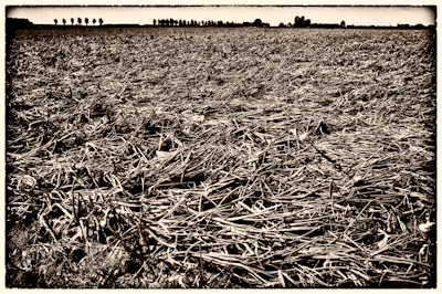plat-002.jpg