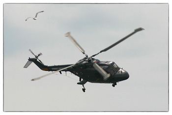 Lynx.jpg