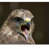 Roofvogels